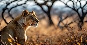 【北部(bu)非(fei)洲】北非(fei)四國(guo) 埃及(ji)+摩洛哥(gē)